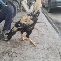 خروی لاری سالم وجوان|حیوانات مزرعه|مشهد, پنجتن|دیوار