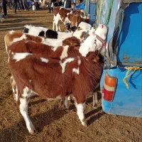 فروش گوساله