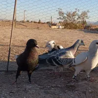 کفتر|پرنده|زرند, |دیوار