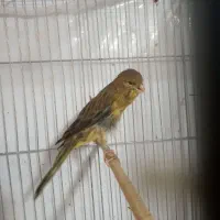 جوجه قناری سبز