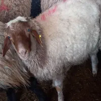 گوسفند دشت مغان کردستان باقصاب