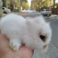 خرگوش لوپ|موش و خرگوش|هشتگرد, اردهه|دیوار