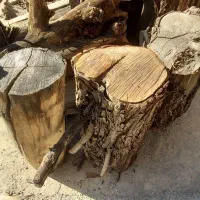 چوب خشک خشک|گل و گیاه طبیعی|بهبهان, |دیوار