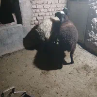 بره شالی|حیوانات مزرعه|رامند, |دیوار