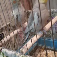 یک جفت عروس هلندی نروماده دستی