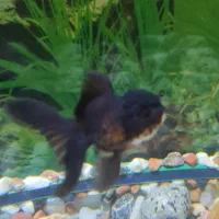 ماهی گلدفیش بزرگ|ماهی|تهران, حکیمیه|دیوار