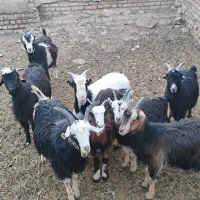 فروش بزغاله نر وماده