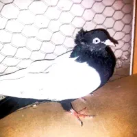 چعب