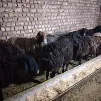 میش