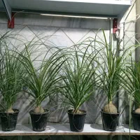 گل طبیعی|گل و گیاه طبیعی|شازند, |دیوار