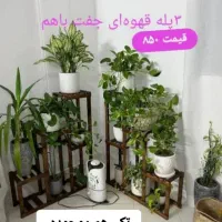 تخفیف گل و گیاه طبیعی به مدت دو روز