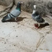 کبوتر