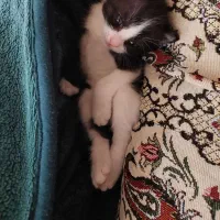 واگذاری رایگان