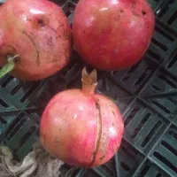 انار شیرین درجه دو