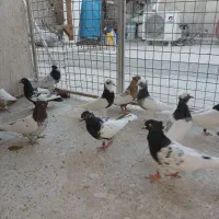 کفتر بهبهانی نر|پرنده|شیراز, شیخ علی چوپان|دیوار