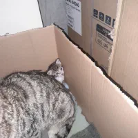 چهار عدد بچه گربه فقط با مادر رایگان فقط با مادر