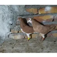 کفتر رنگی .هفت‌رنگ .آلمانی