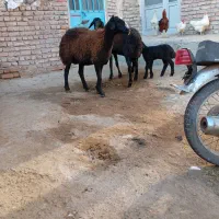 فروش دو عدد گوسفند بره دار