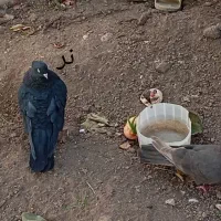 یک جفت زاغ آبادان جوان|پرنده|مراغه, |دیوار