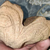 فسیل|کلکسیون اشیاء عتیقه|تهران, طرشت|دیوار