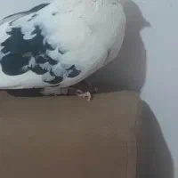 کبوتر پرشی|پرنده|برخوار, |دیوار