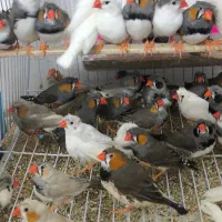 فنچ کاکلی لپسیاه نژاد دار تعداد کلی