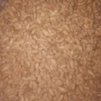گندم سیروان مادری