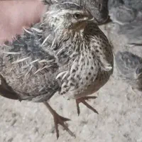 بلدرچین تخم گذار ژاپنی