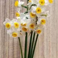 زمین-کشاورزی-برا-اجاره-دارم