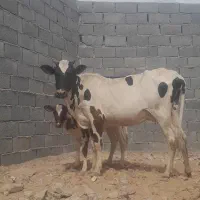 گاو زایده همراه گوساله ماده هیکم