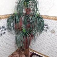 دکوری نخل|گل مصنوعی|نسیمشهر, |دیوار