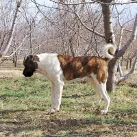 سگ سراب دو سال سالم با ادب