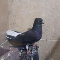 کبوتر اشعل|پرنده|فولادشهر, B2|دیوار