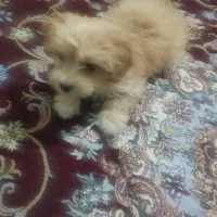 واگذاری مشود|سگ|بهارستان, |دیوار