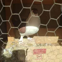 چهار جفت کبوتر|پرنده|صدرا-فارس, فاز ۱|دیوار