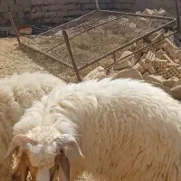 میش بره نر|حیوانات مزرعه|اهواز, دغاغله|دیوار