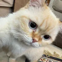 ورود به پابجی‌.کالاف‌دیوتی.موبایل لجند
