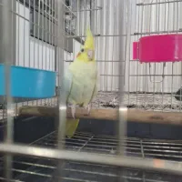 عروس هلندی نر اماده|پرنده|تهران, مشیریه|دیوار