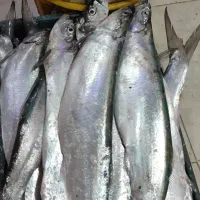 فروش ماهی و میگو تازه جنوب|خوردنی و آشامیدنی|بوشهر, |دیوار