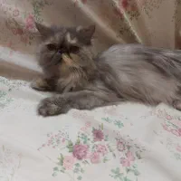 گربه پرشین سوپرفلت ماده ۶ماه