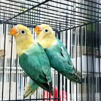 کاردرمنزل استخدام خانم آقا تولید طوطی کوتوله|پرنده|مشهد, فاطمیه|دیوار