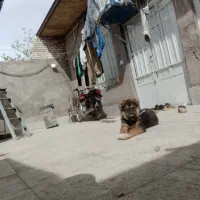 یک عدد توله ژرمن مالینیوز