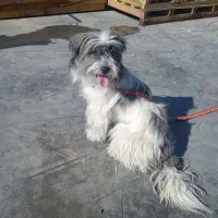 یک عدد سگ خانگی|سگ|شیراز, سلطان آباد|دیوار