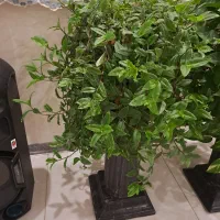 گل آبشاری