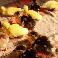 جوجه مرغ آبی|حیوانات مزرعه|سرپل ذهاب, |دیوار