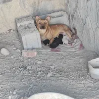 توله سرابی|سگ|آذرشهر, |دیوار