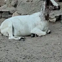 فروش بز صلاله ابستن