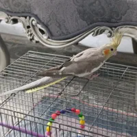 عروس هلندی ماده