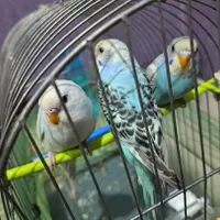 مرغ عشق