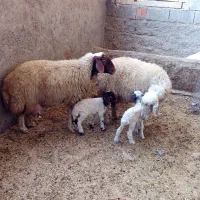 گوسفندبا بره